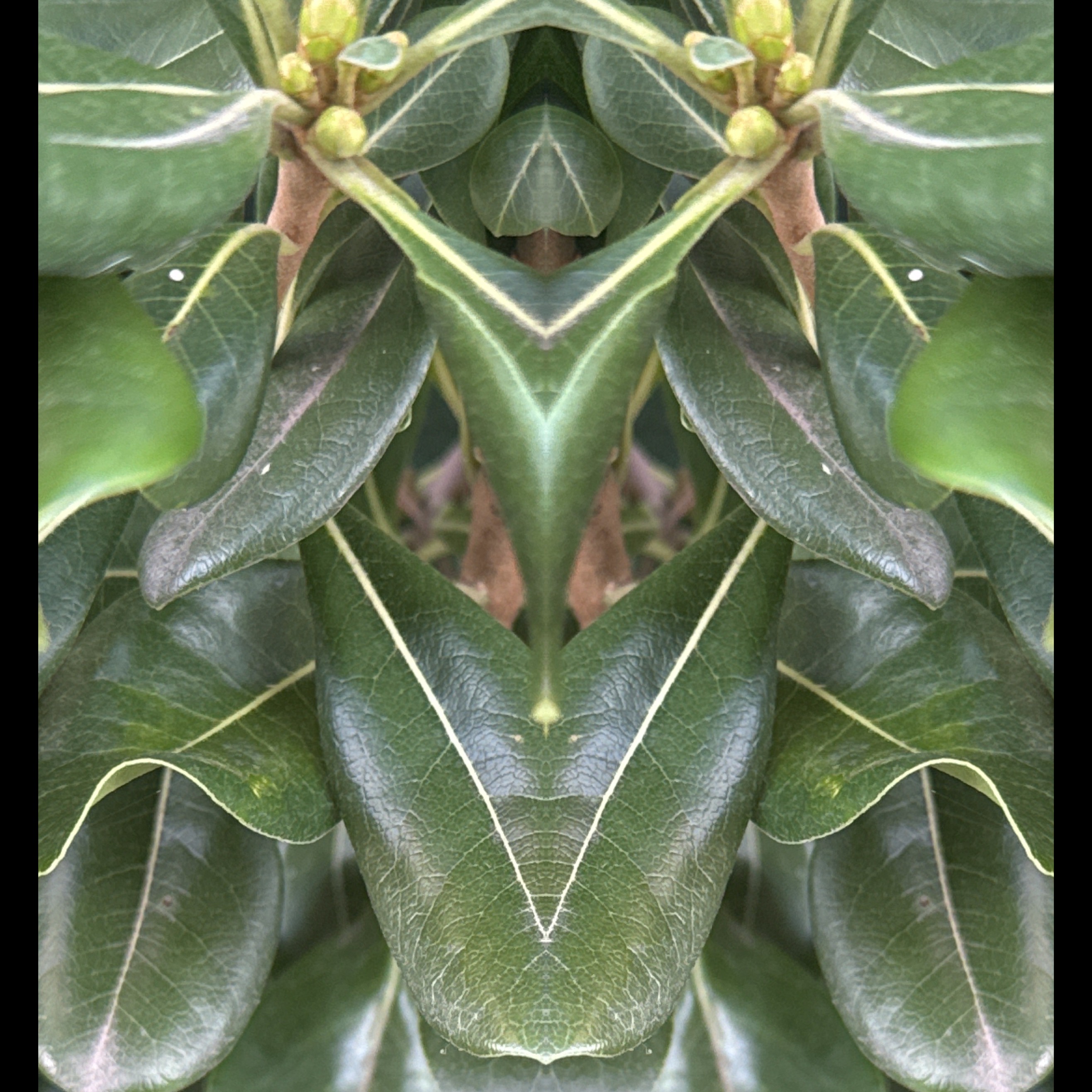 Image for Intuition Is The Tuition: Humanity is the Technology of Nature