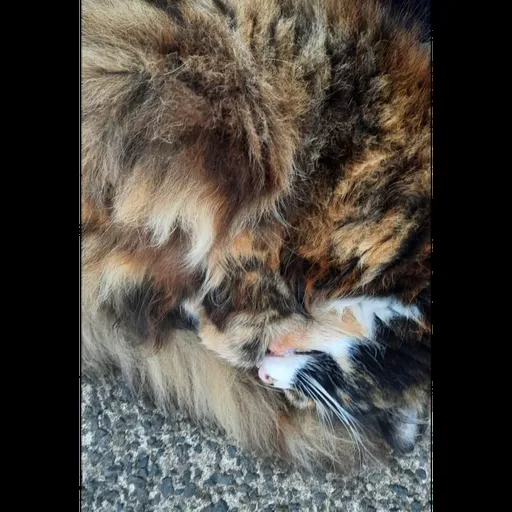 Profile picture for ShudderingHeavyMetal466