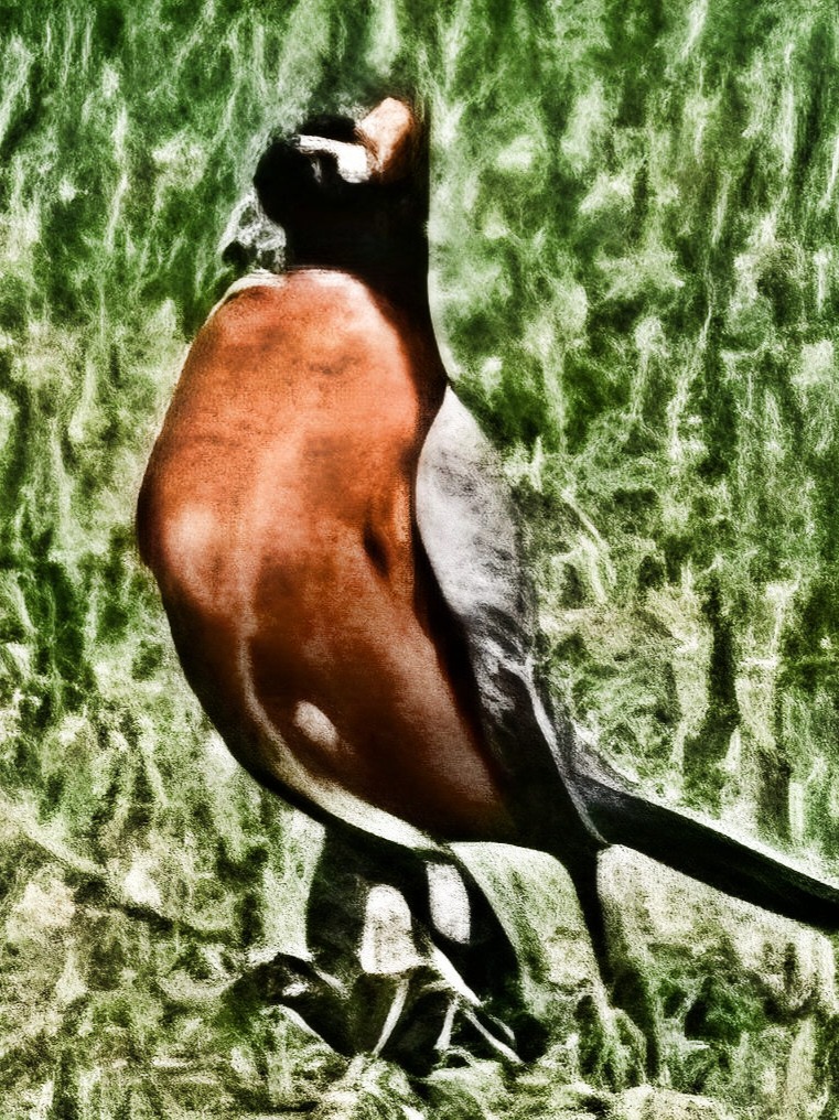 Dancing Robin artwork