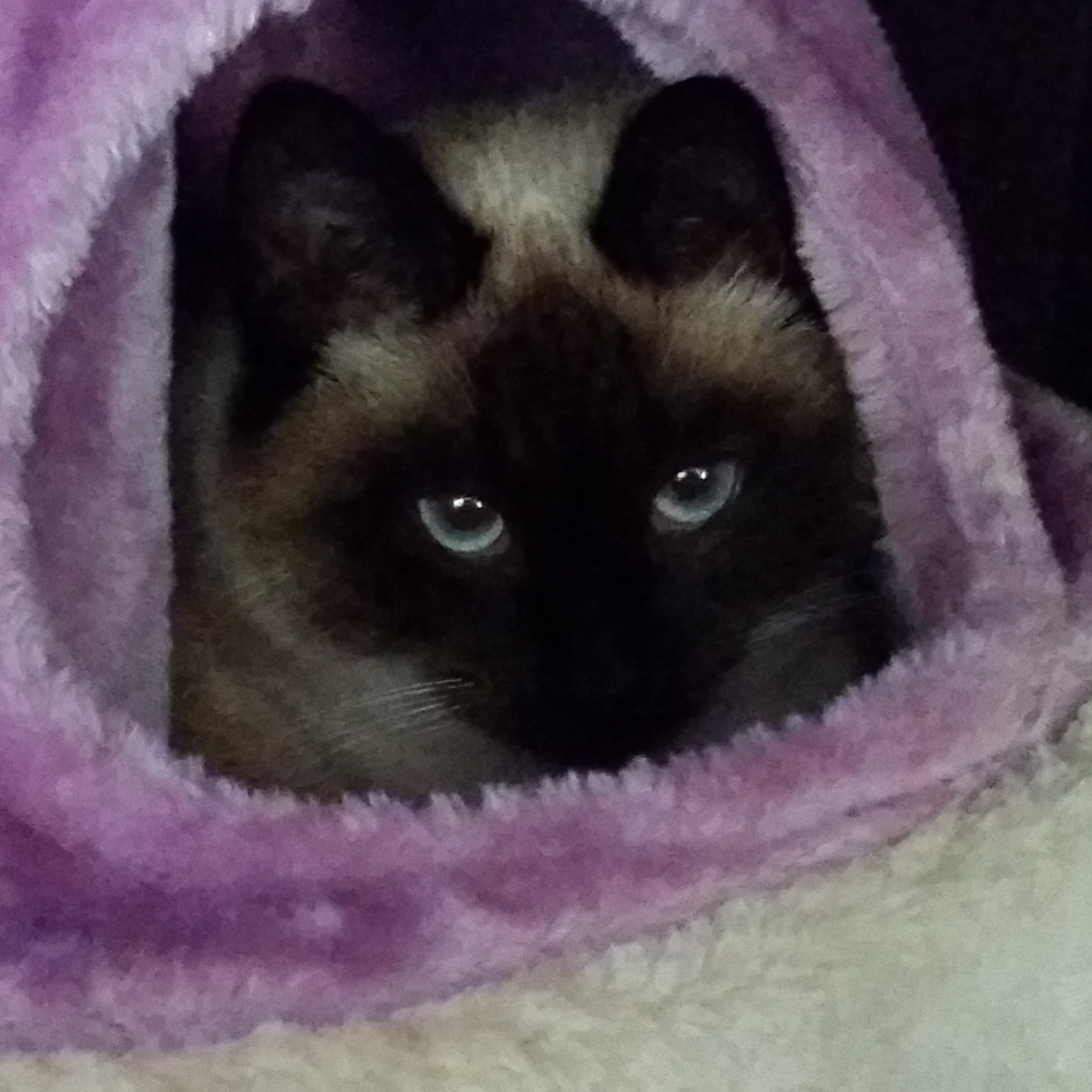 Image for Shyla's Hit List