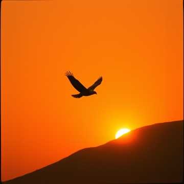 Image for Blank Tape's Faves