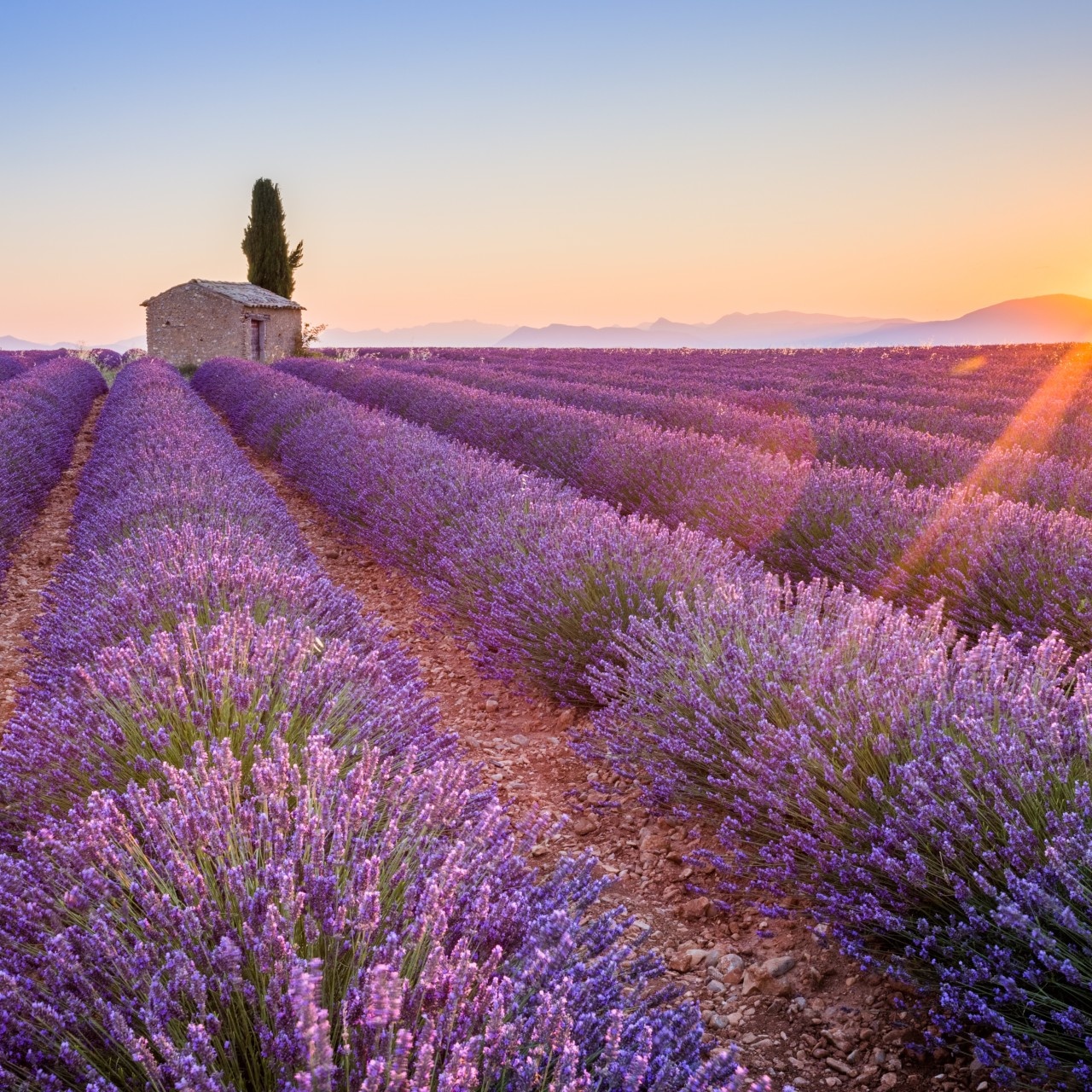 Lavender artwork