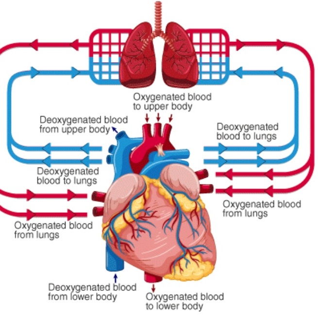 Image for Клуб любителей сердечек🫀#ставь _сердечки