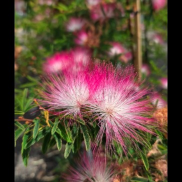 Calliandra artwork