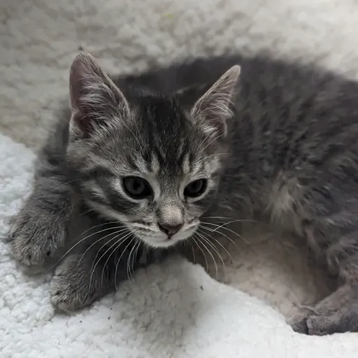 Profile picture for QueenZoey_Jojo