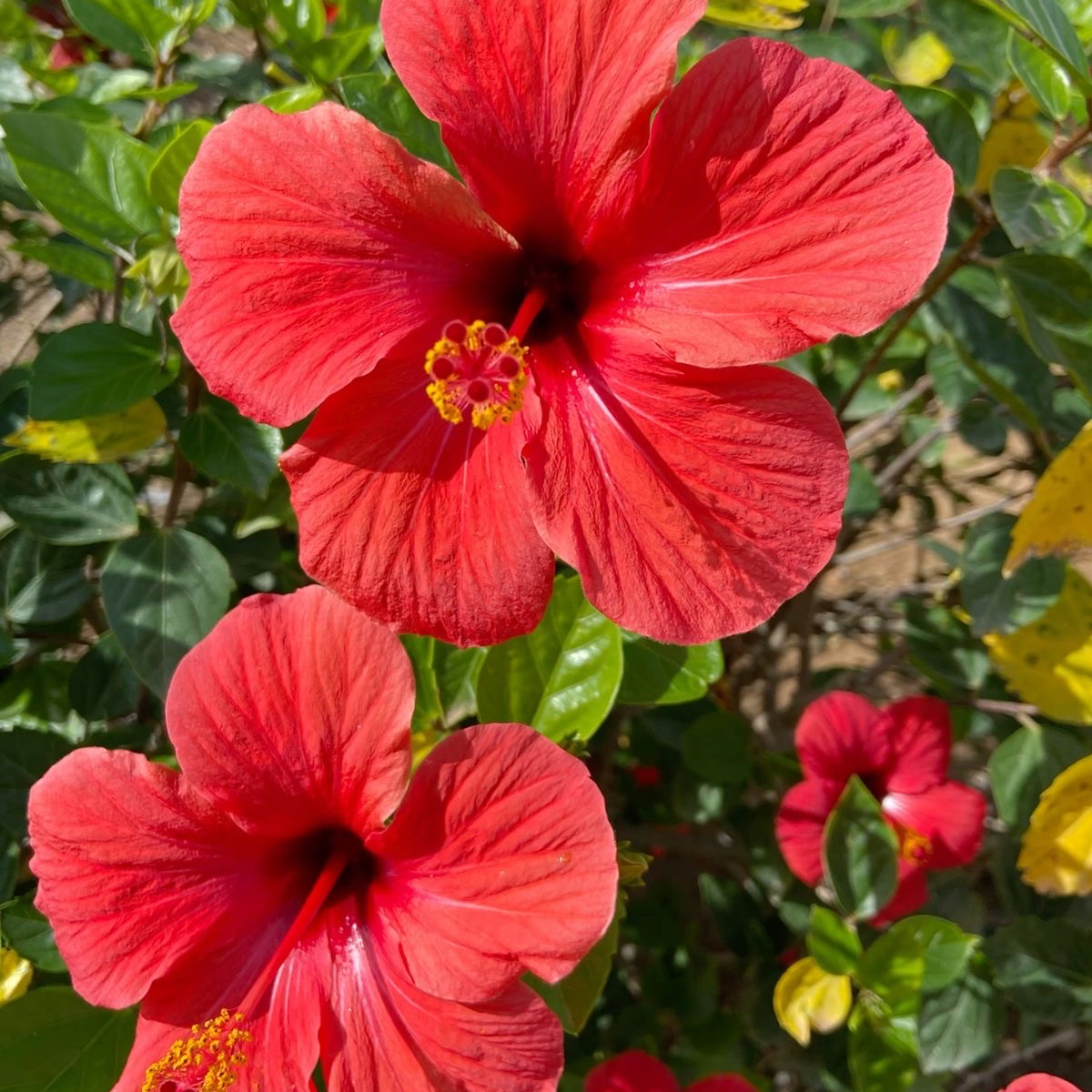 Image for Spanish, Baby🌺