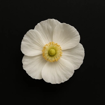 Image for WHOLE