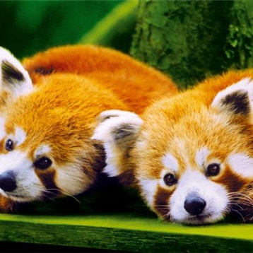 Firefox artwork