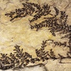 montsechia vidalii