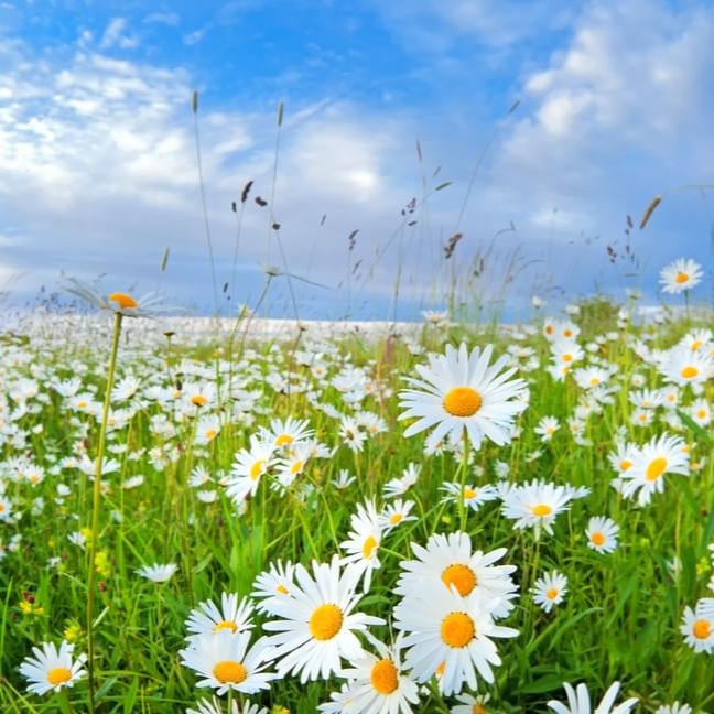 Image for Лирические песни