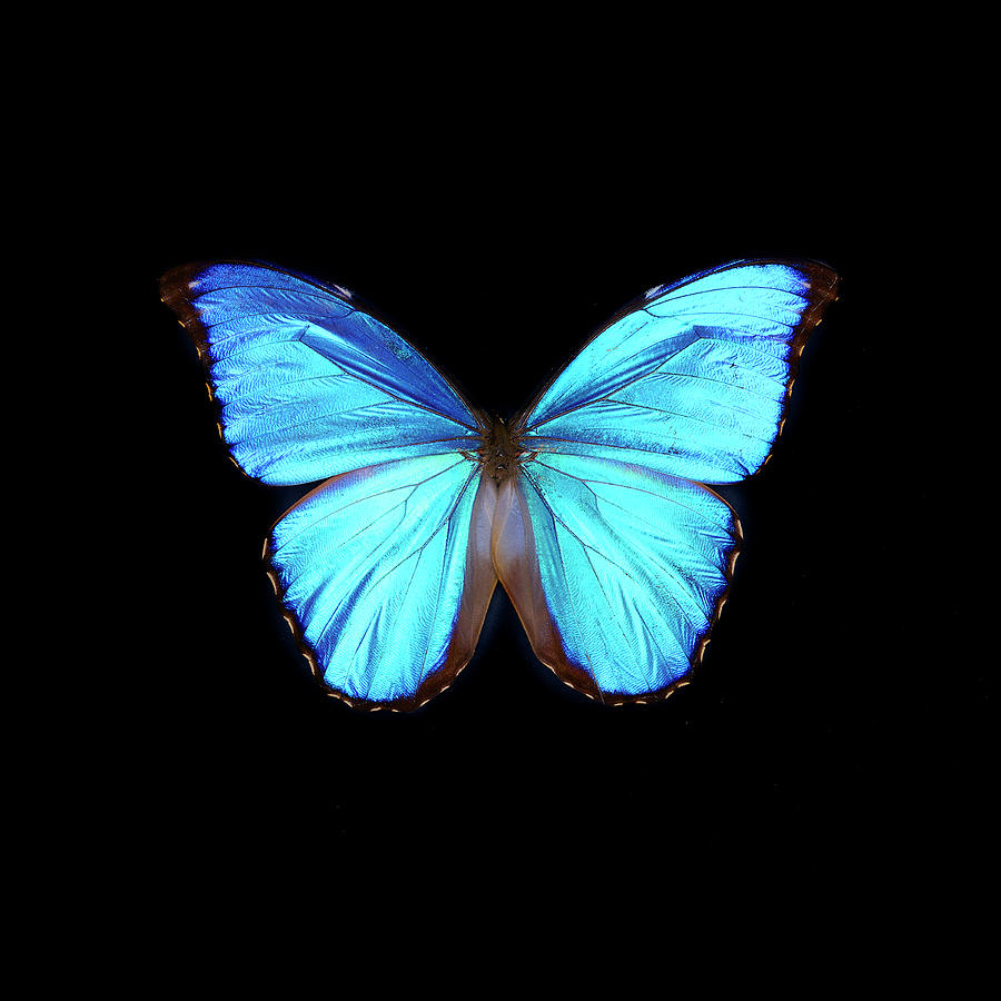 Esmé in the Ether🤍✨🦋(I Don’t Want to Say It - Sky City Remix) artwork