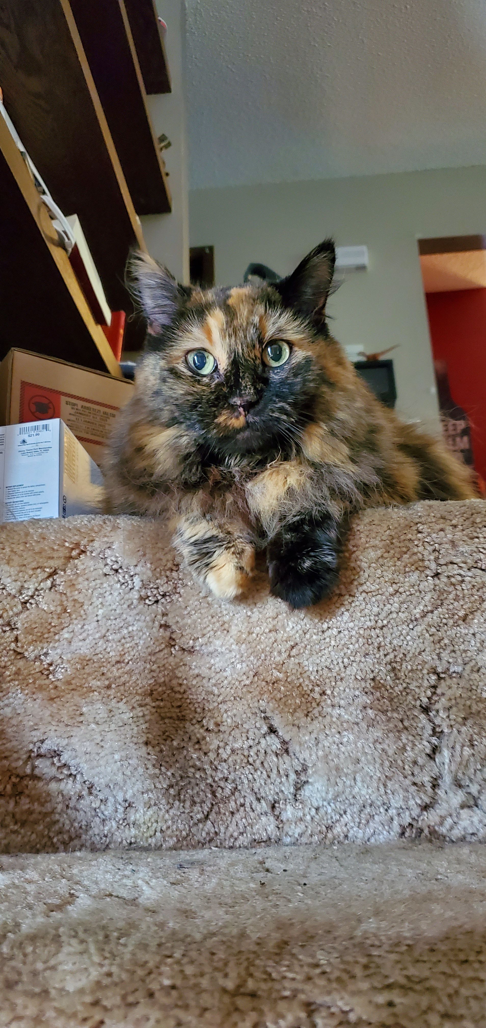 Image for Mines Furry Friends EP