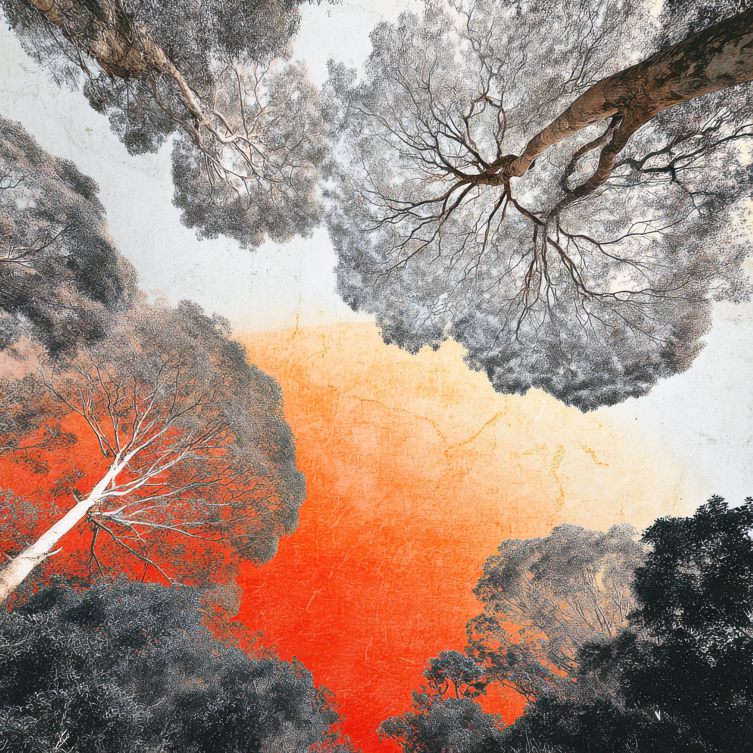 Image for The Canopy Sessions