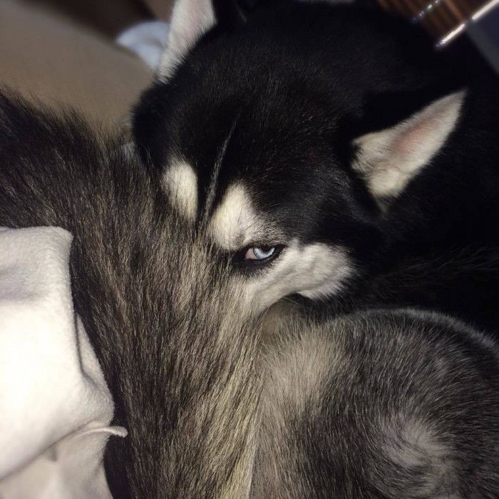 Red flag -inspired by Alphaonedrive