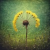 Cover image for Salsify Walkabout (Official)