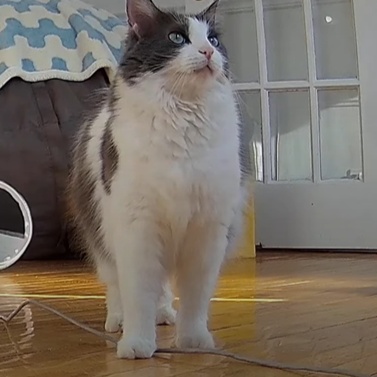 Image for Kitten Academy