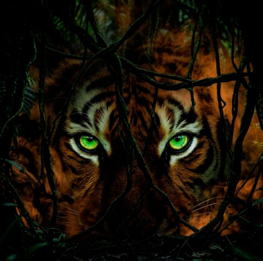🤘 🐯 (Remix) artwork
