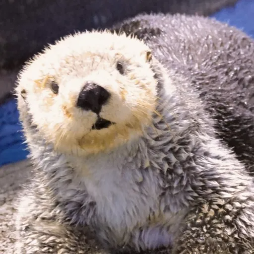 Profile picture for RAITAMARU