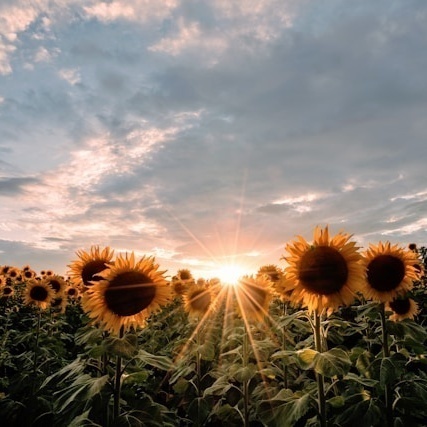 Image for August SUN-O-Flower