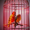 I Got Out (Every Cage Has a Key) 