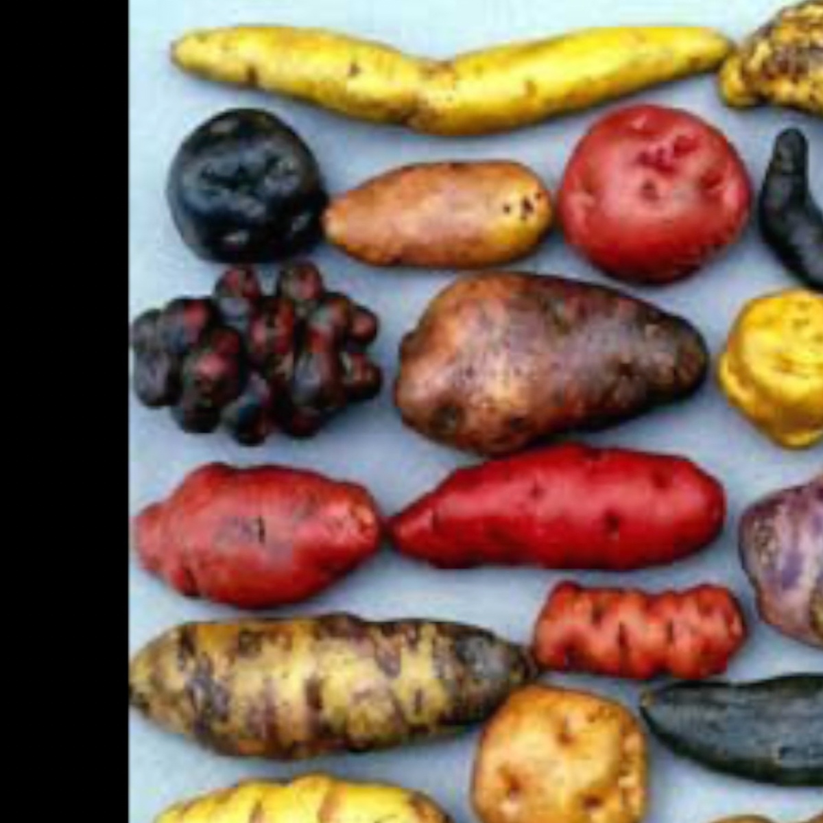 The Peruvian Gift artwork