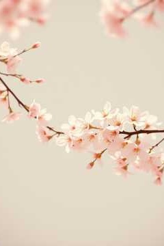 ♪(´▽｀)♪ ♪(´▽｀)♪ (Cherry Blossom ver.) artwork