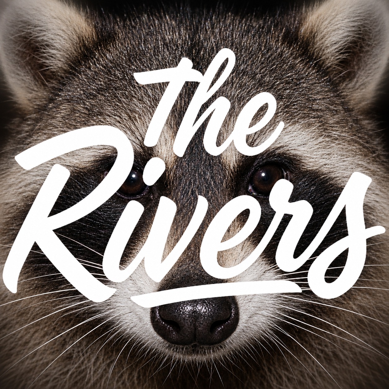 Raccoon in the Rain [THE RIVERS] artwork