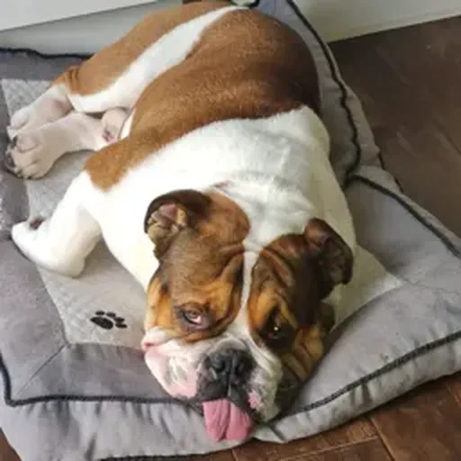 Profile picture for ScHmAnDhAfT