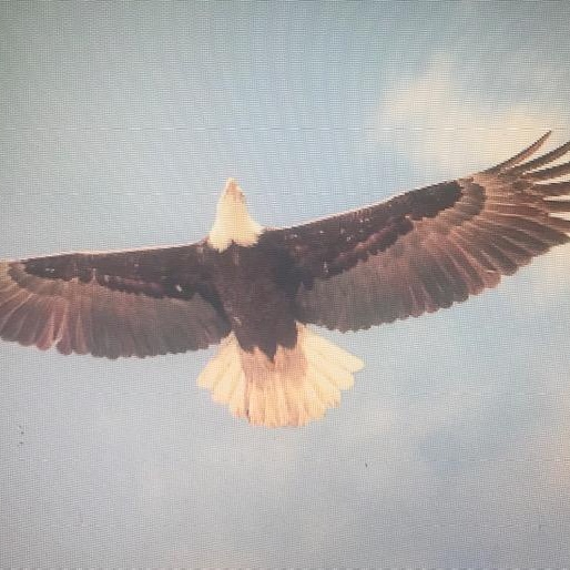 Image for Heavy Metal