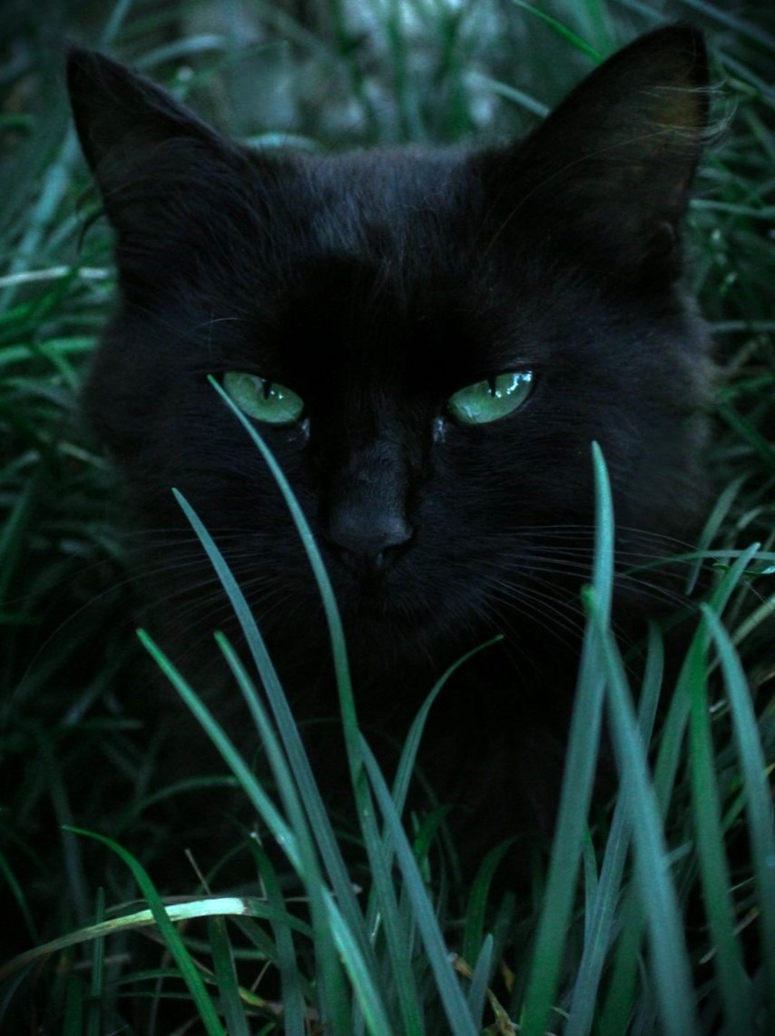 Black Cat in the Bluegrass artwork
