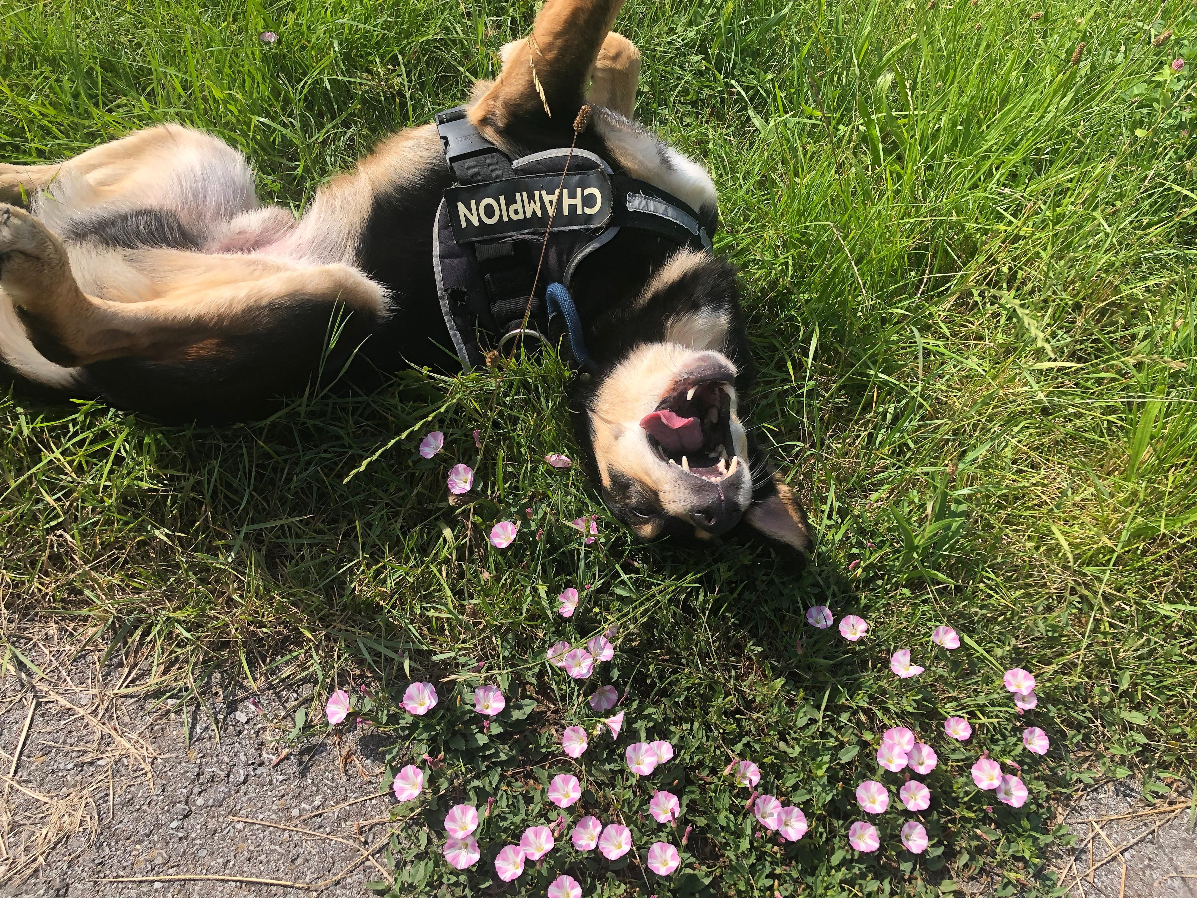 Image for Lord.Bobbel's Family Songs 🐾❤️