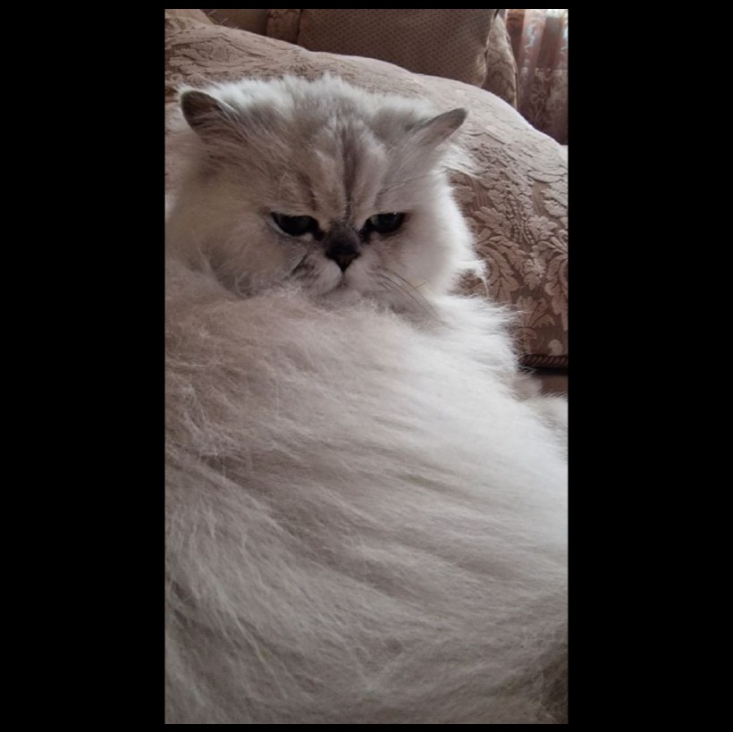 Voice image for Big fat Persona