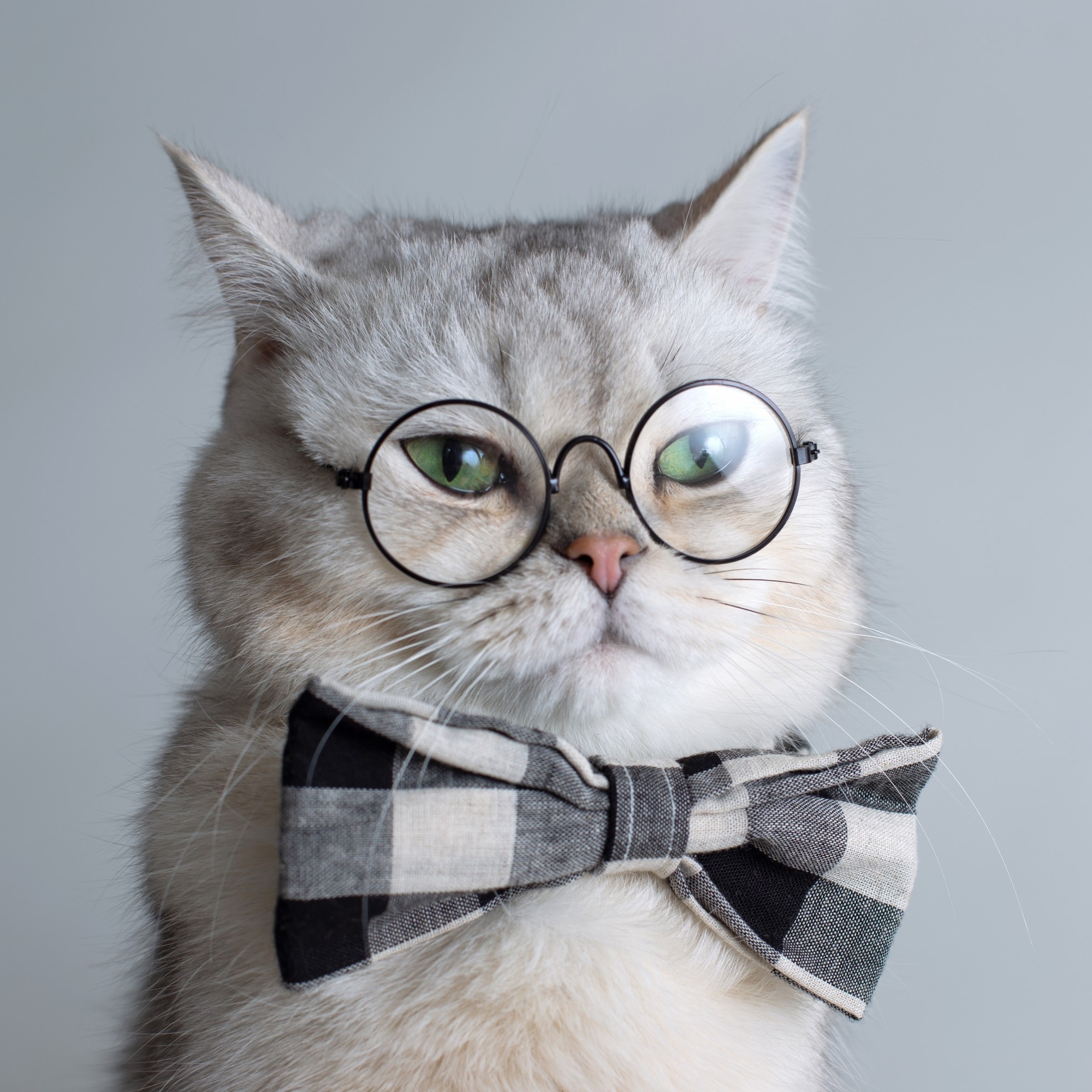 Image for 🦉 AREA 51 🦉