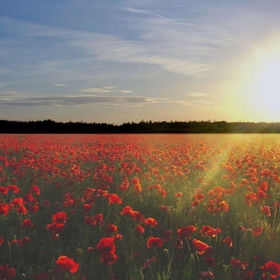 Image for My Fav Songs Created From My Poetry