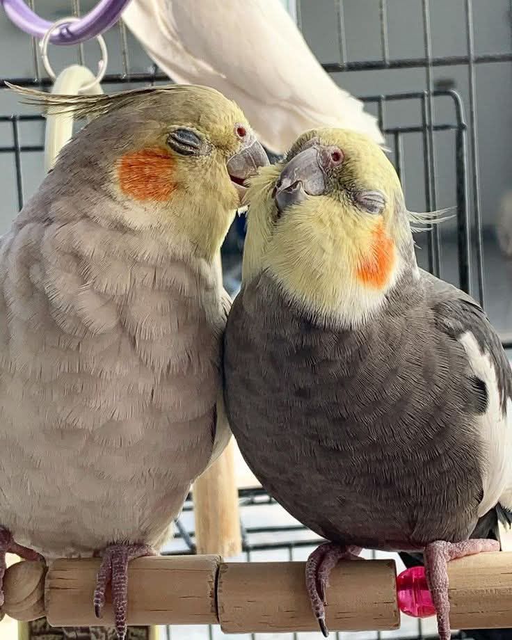 Image for мантры 