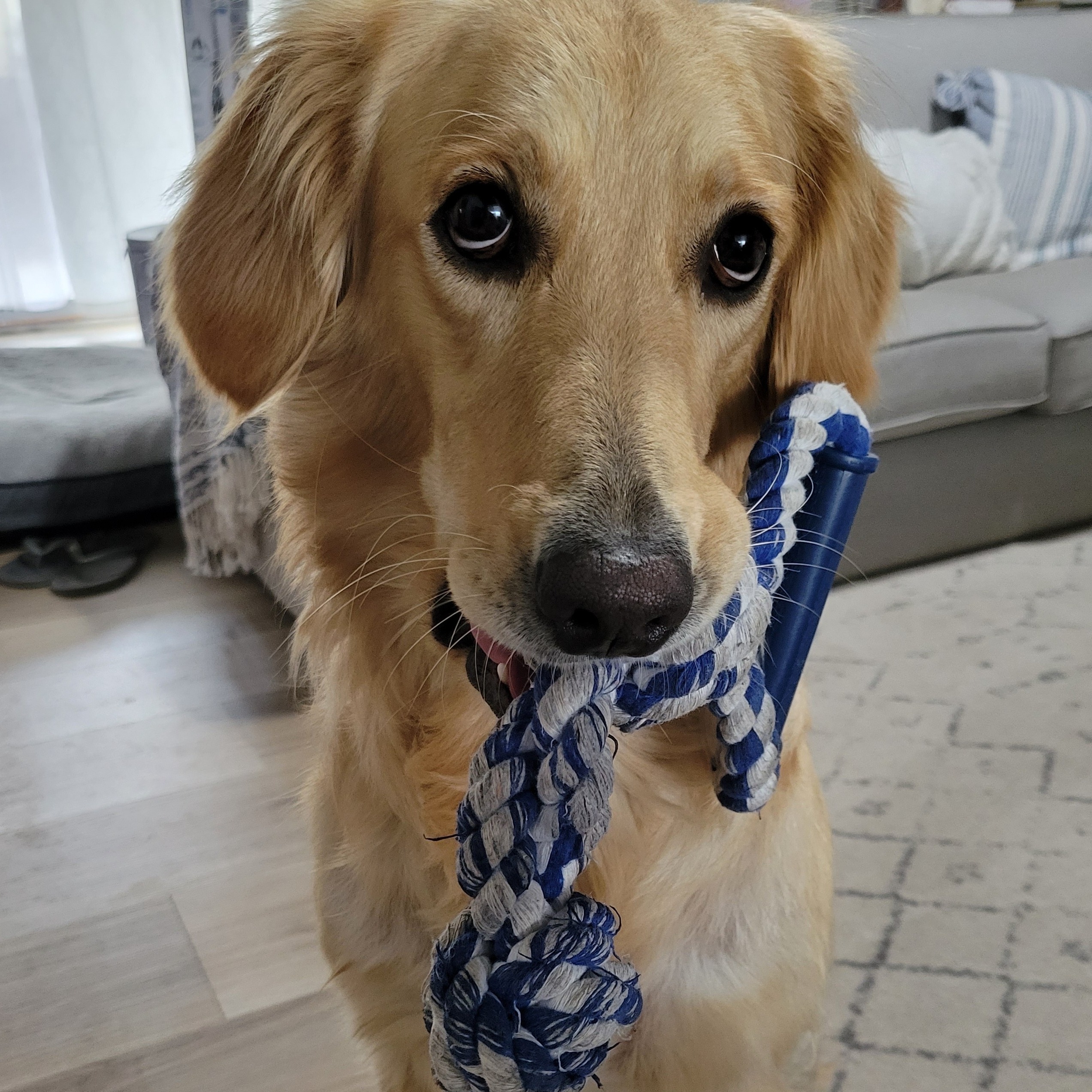 Image for All about Ari