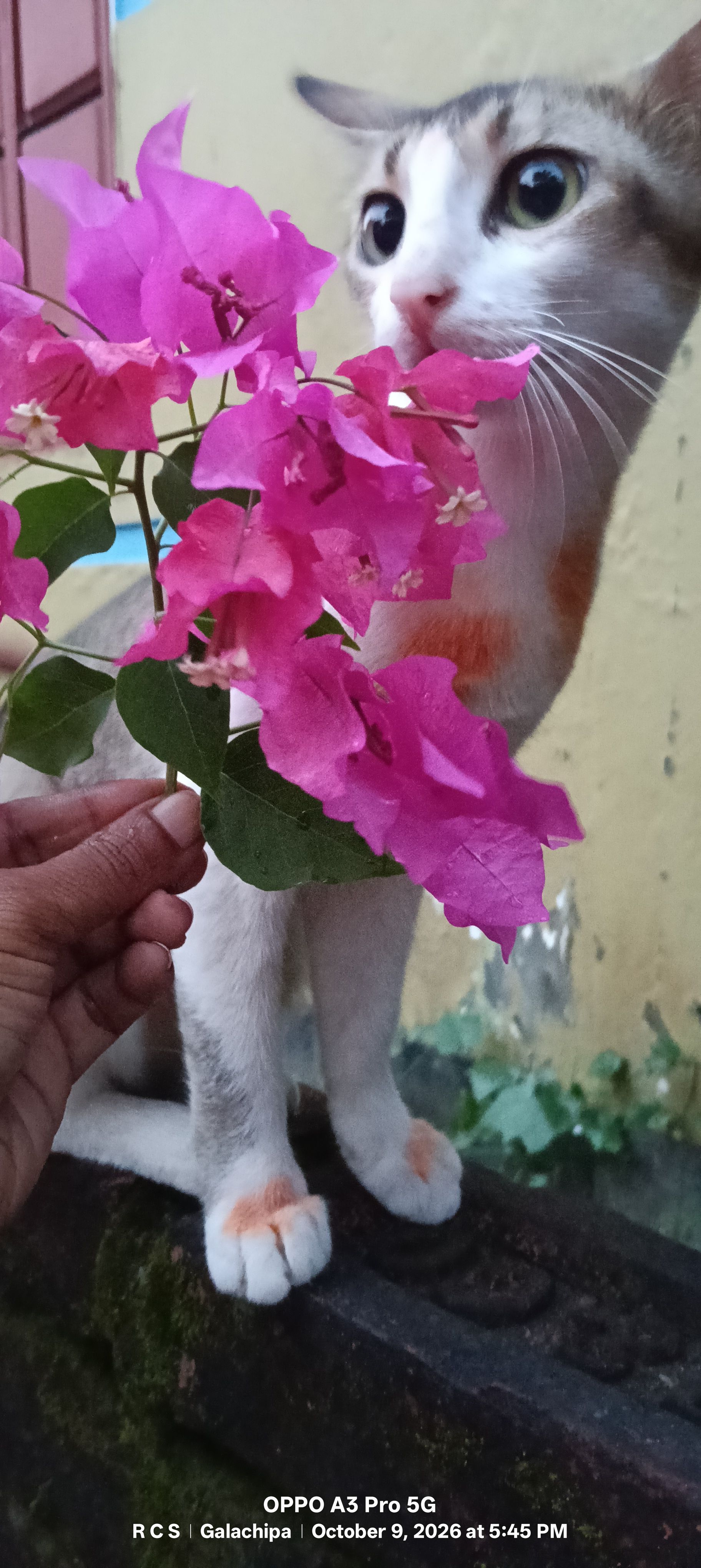 তোমার সাথে পিরিত artwork