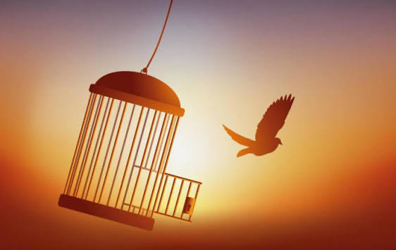Freedom (House) artwork