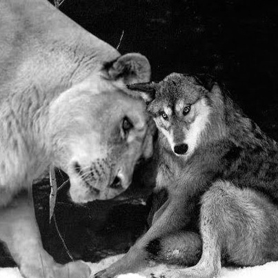 Image for Lobo y Leona (1ª parte)