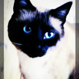 Profile avatar