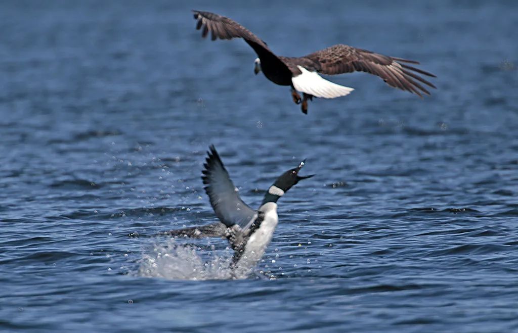 The Loon and the Eagle artwork