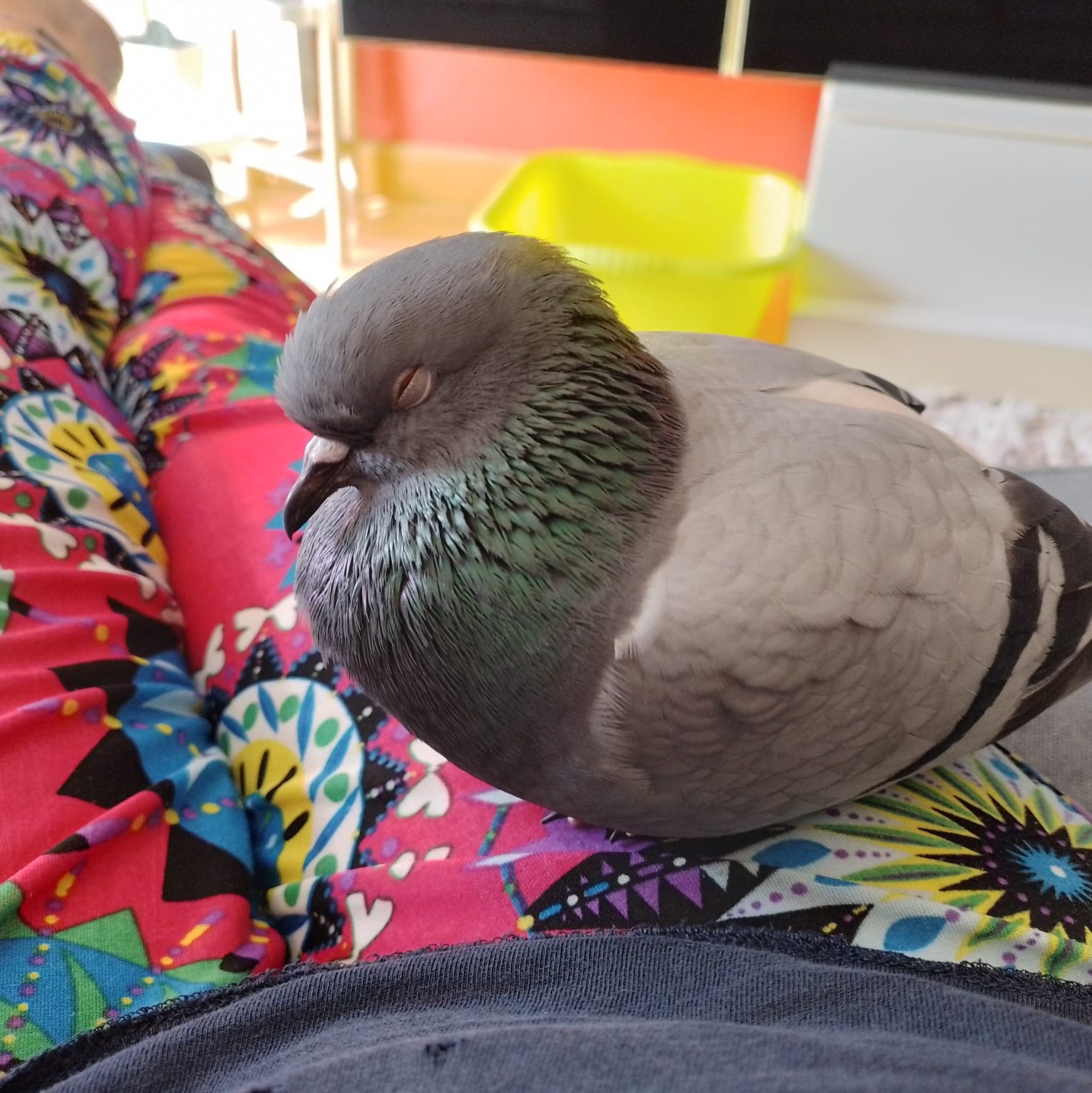 Image for Palominchis