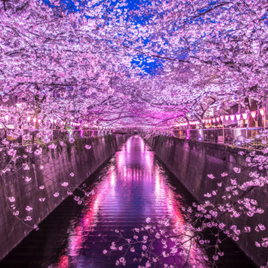 Image for Generic~forever flowers🌷🌿