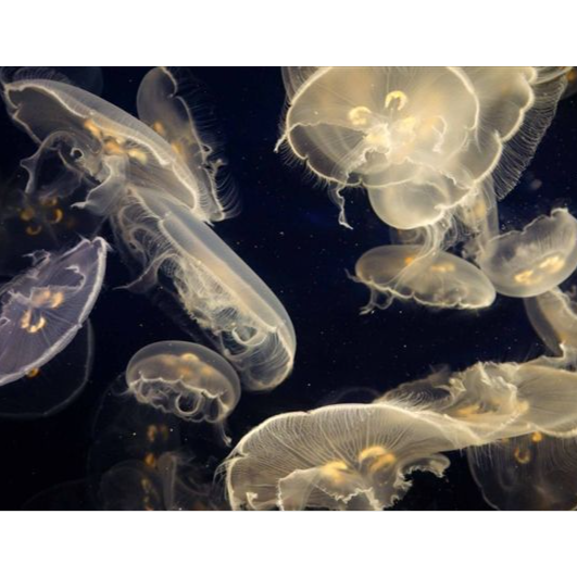 Image for devil (inspired by yeonjun)