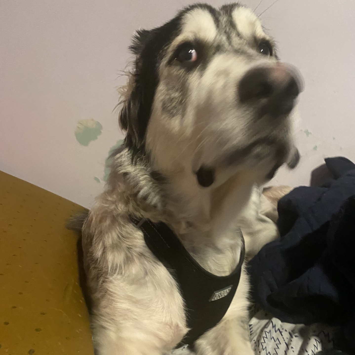 Image for Flying Cassiopée