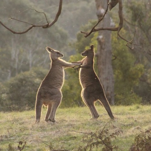 Waltzing Matilda (Orchestral Cover) artwork