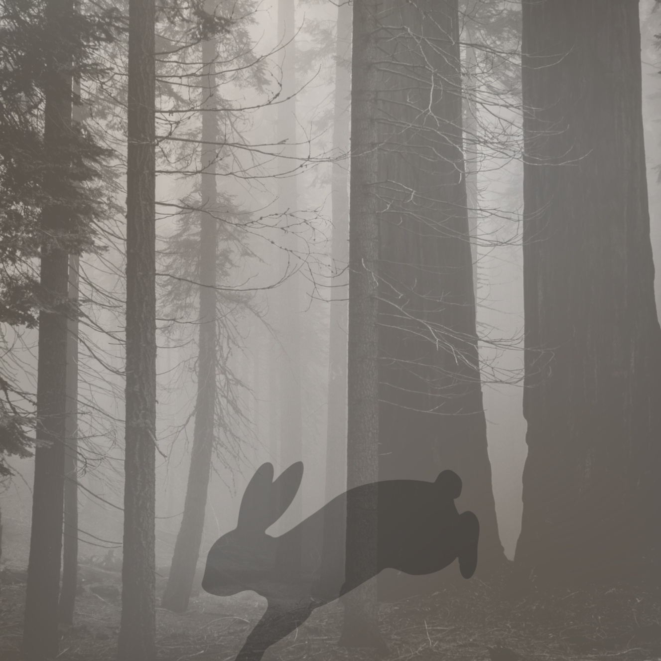 Image for Little White Rabbit