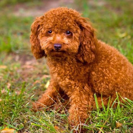 Image for She's A Creeper