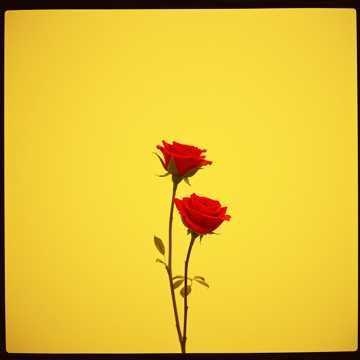 Playlist cover art