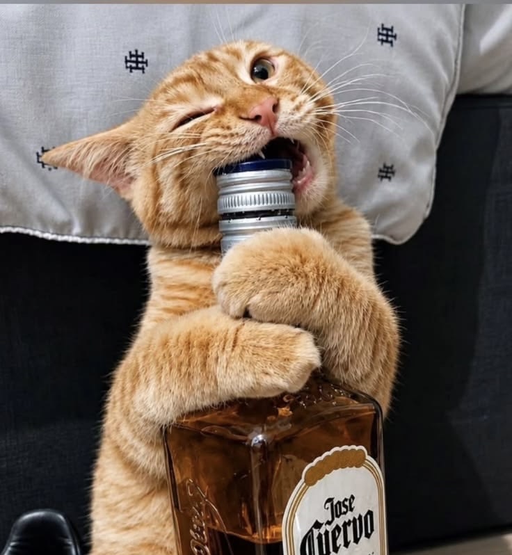 Коту всё по плечу artwork